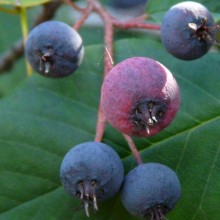 Amelanchier | plod