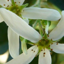 Amelanchier | květ