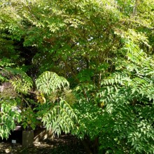 Aralia elata | habitus