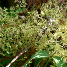 Aralia elata