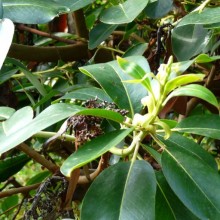 Arbutus menziesii | list