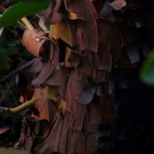 Arbutus menziesii | borka