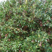 Arbutus menziesii | habitus