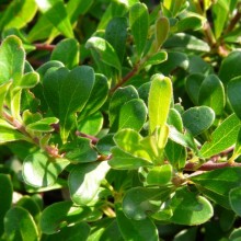 Arctostaphylos uva-ursi 'Vancouver Jade' | list