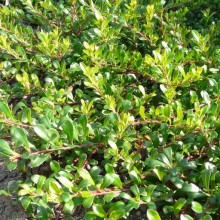 Arctostaphylos uva-ursi 'Vancouver Jade'