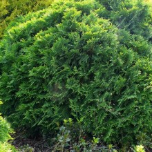 Thuja occidentalis 'Umbraculifera'