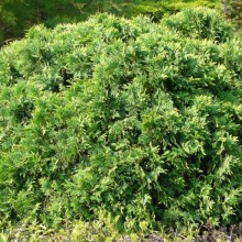 Thuja occidentalis 'Umbraculifera'