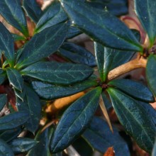 Berberis candidula | list