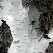 Betula pendula | borka
