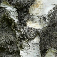 Betula pendula