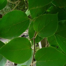 Broussonetia papyrifera