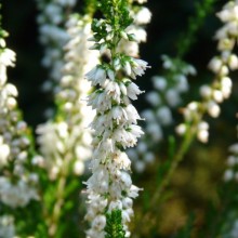 Calluna vulgaris 'Long White'