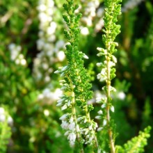 Calluna vulgaris 'Long White'