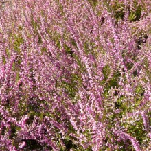 Calluna vulgaris 'Red Bud'