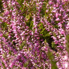 Calluna vulgaris 'Red Bud' | květ