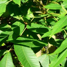 Carya ovata