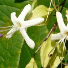 Clerodendrum trichotomum fargesii | květ