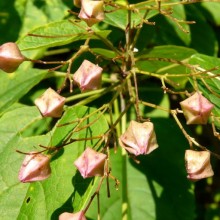 Clerodendrum trichotomum fargesii | kalich po odkvětu