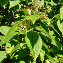 Clerodendrum trichotomum fargesii | list