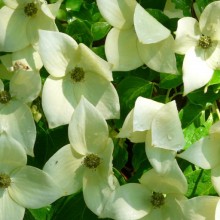 Cornus kousa 'China Girl' | květ