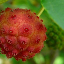Cornus kousa 'China Girl' | plod