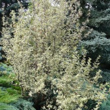 Cornus mas 'Elegantissima' | habitus