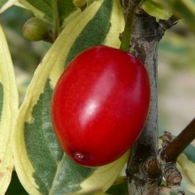 Cornus mas 'Elegantissima' | plod