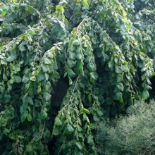 Corylus avellana | habitus