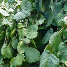 Corylus avellana 'Pendula'