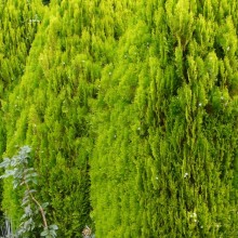 Thuja orientalis 'Berkmanii'