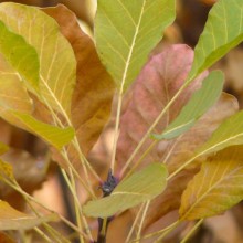 Cotinus coggygria