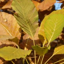 Cotinus coggygria | podzimní list