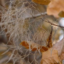 Cotinus coggygria