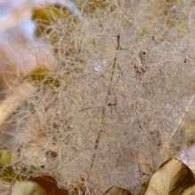 Cotinus coggygria