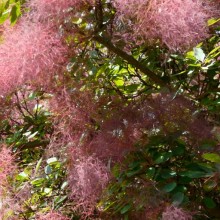 Cotinus coggygria | květenství