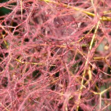 Cotinus coggygria