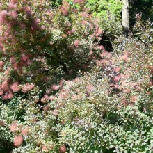 Cotinus coggygria | habitus