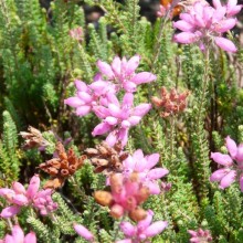 Erica tetralix 'Helma'