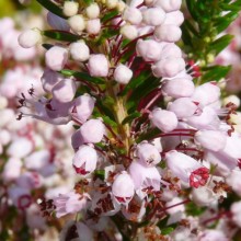 Erica vagans 'Grandiflora' | květ