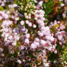 Erica vagans 'Grandiflora'