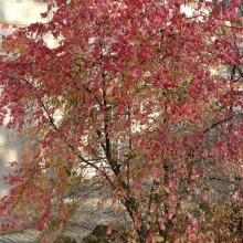 Euonymus verrucosus | habitus