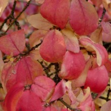 Euonymus verrucosus | podzimní list