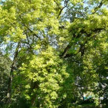 Fraxinus excelsior 'Aurea' | habitus