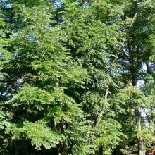 Gymnocladus dioicus | habitus