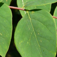 Gymnocladus dioicus | list