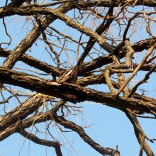 Gymnocladus dioicus | větve