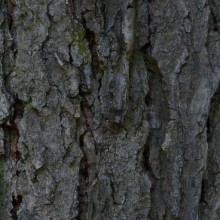 Gymnocladus dioicus | borka