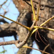 Gymnocladus dioicus | podzimní řapíky