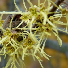 Hamamelis virginiana | květ listopad