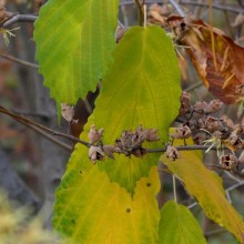 Hamamelis virginiana | podzimní list